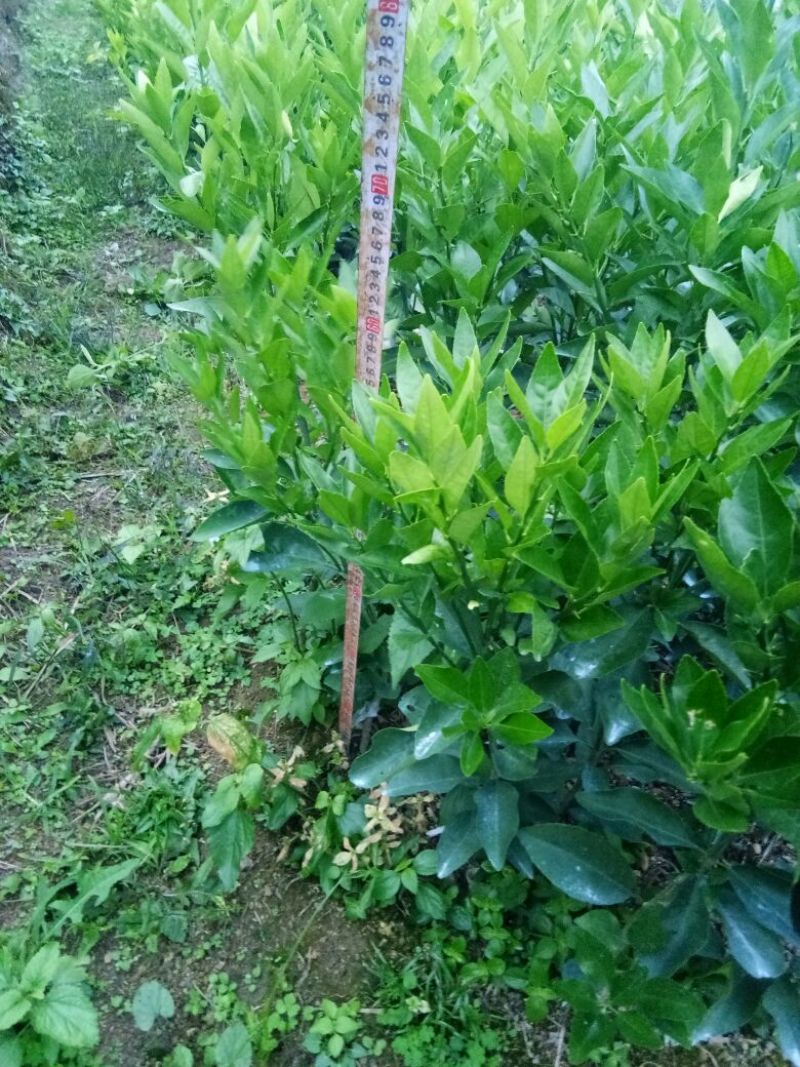 沃柑苗50~80cm