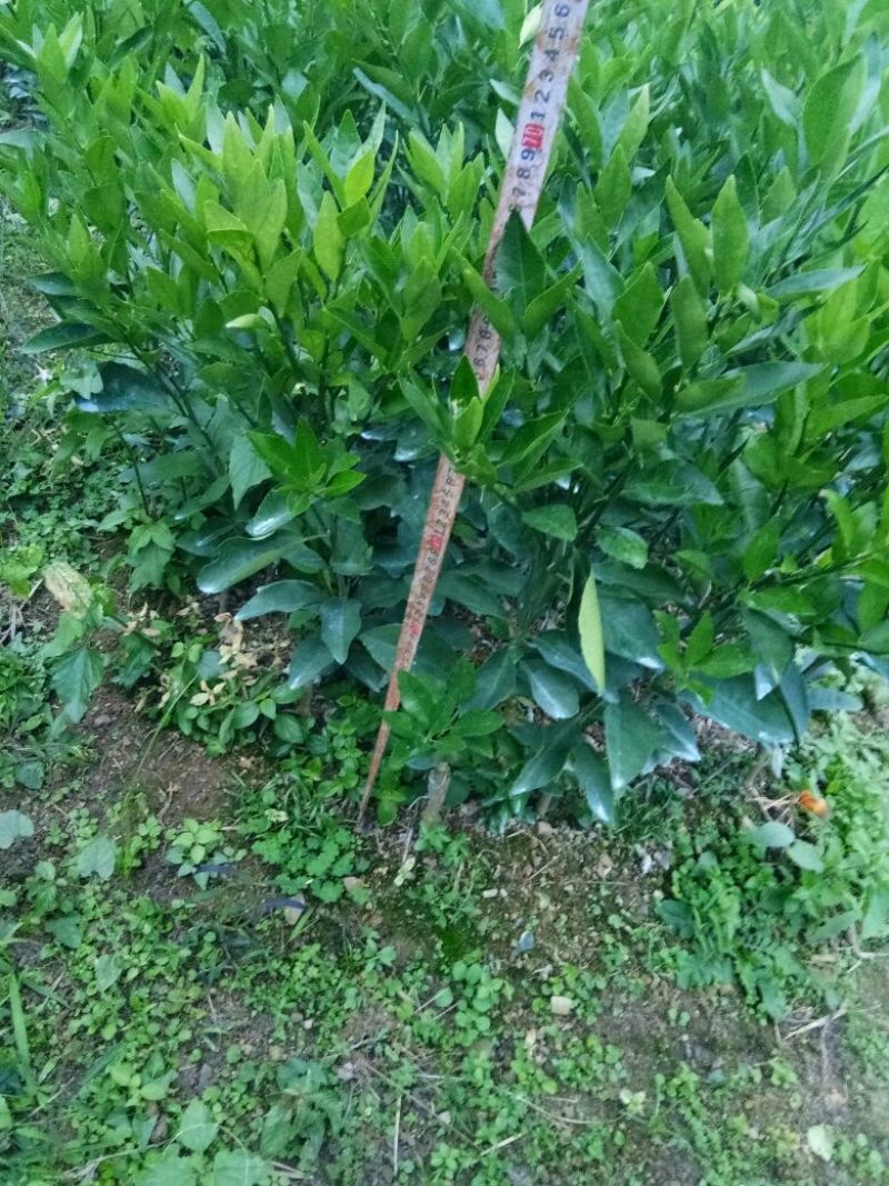 沃柑苗50~80cm