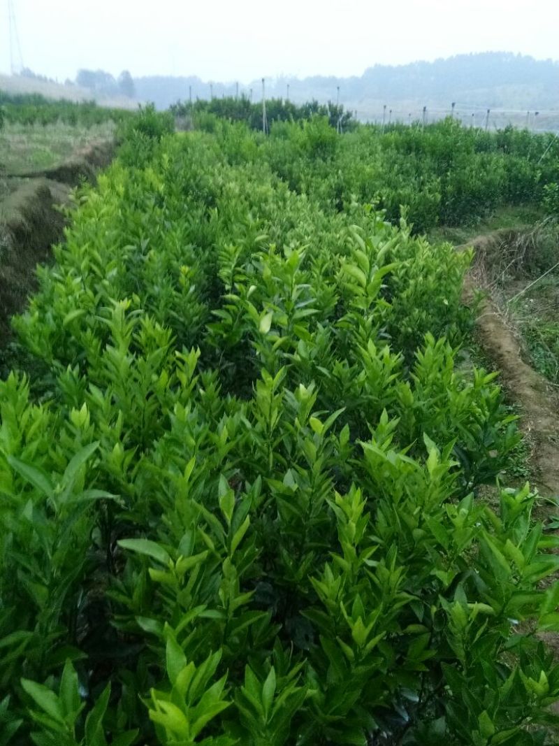 沃柑苗50~80cm
