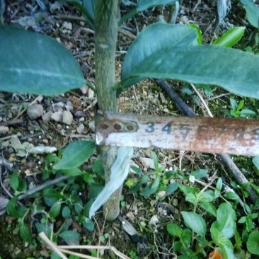沃柑苗50~80cm