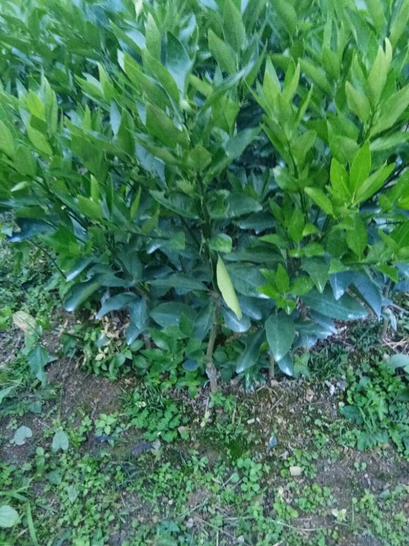 沃柑苗50~80cm