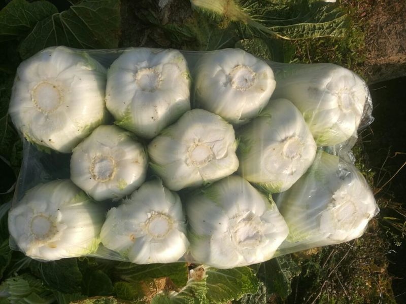 大量供应黄心大白菜，基地直供，货源充足，质量保证。