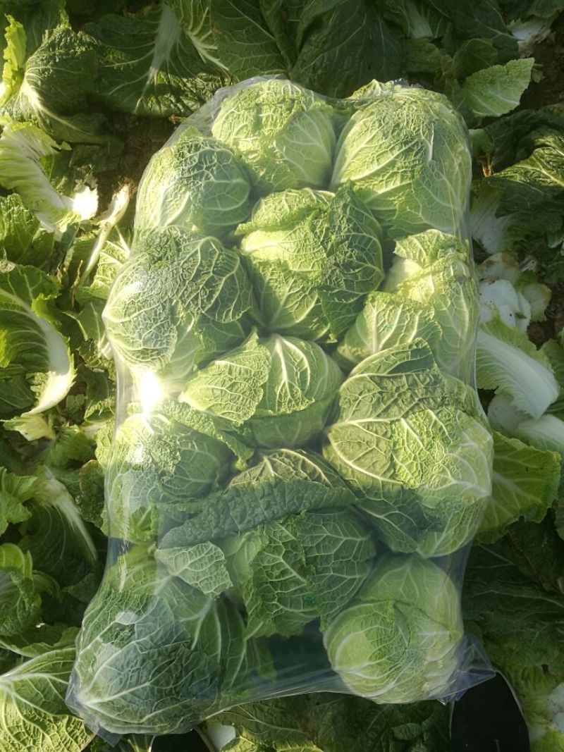 大量供应黄心大白菜，基地直供，货源充足，质量保证。
