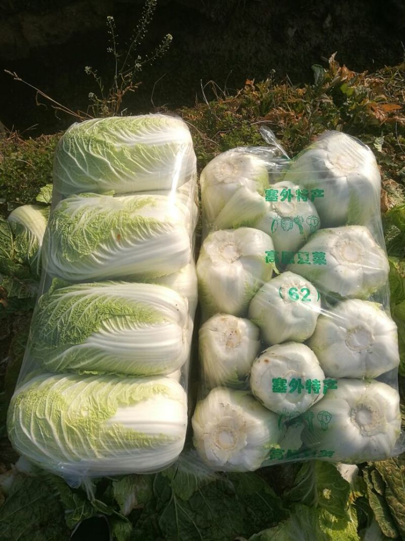 大量供应黄心大白菜，基地直供，货源充足，质量保证。