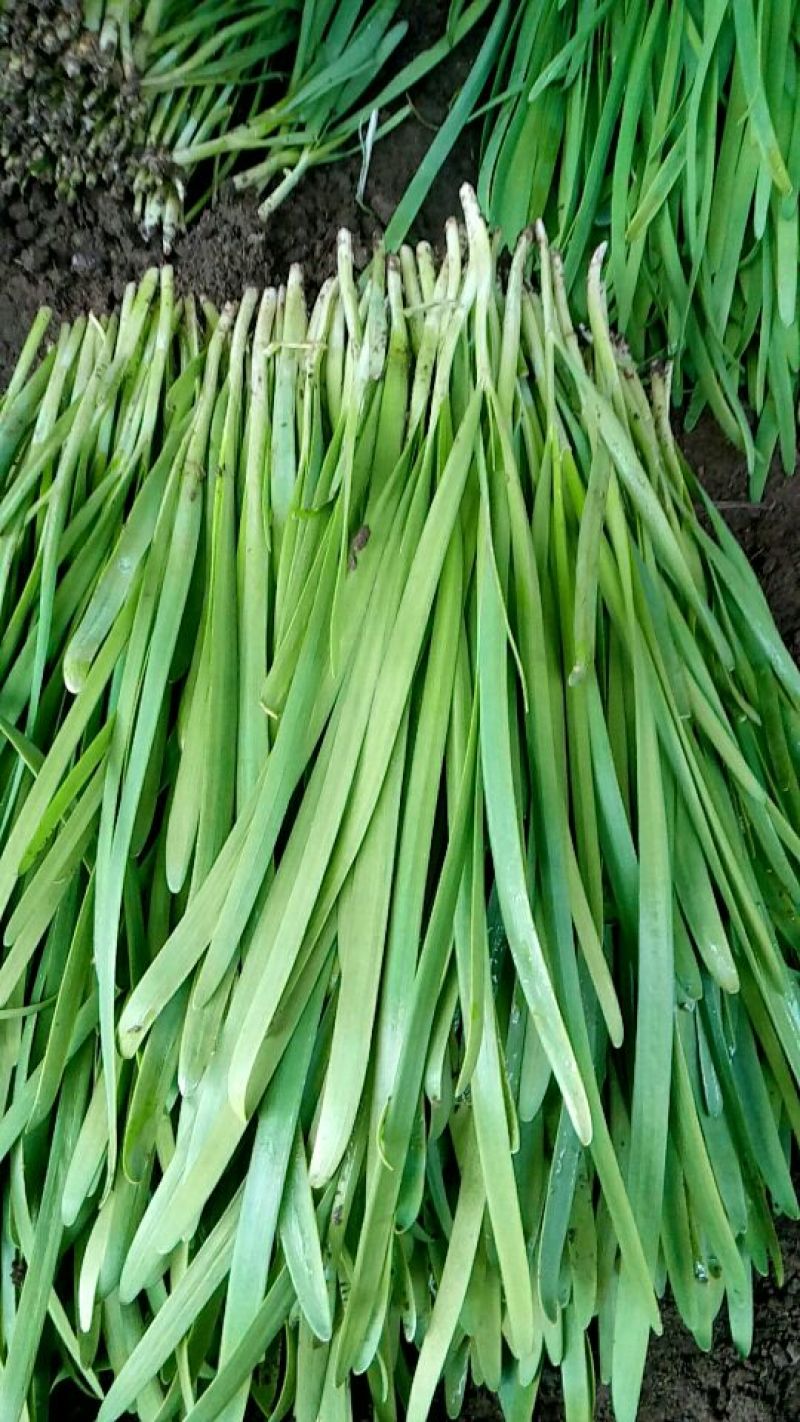 平丰六号，大叶韭菜二茬捆重2.5斤左右