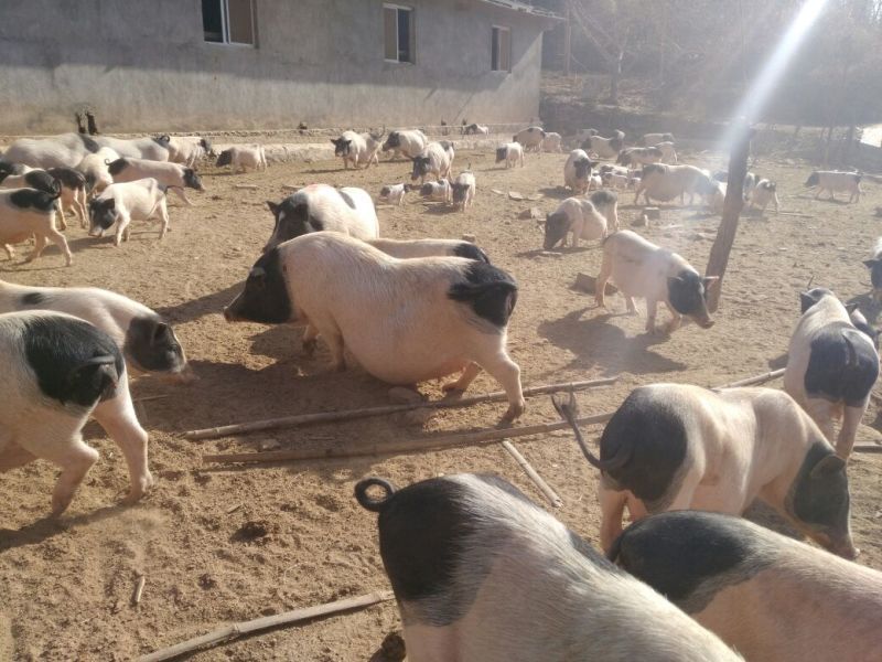 巴马香猪