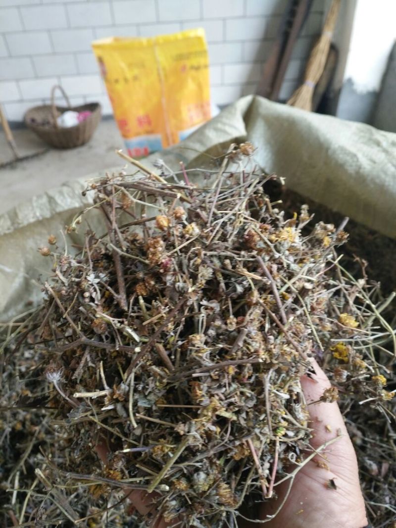 野菊花散装