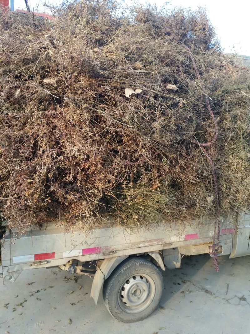 野菊花散装