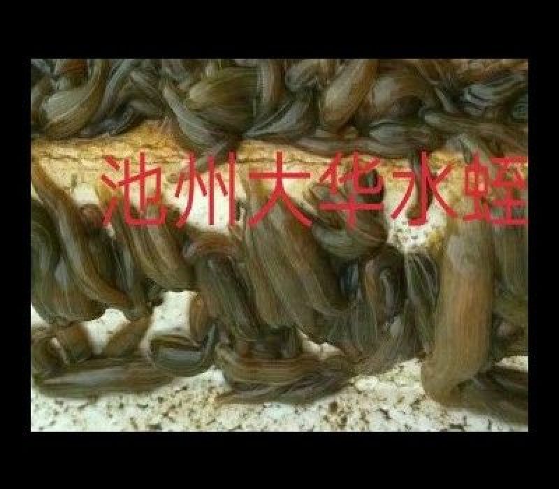 蚂蝗苗提供养殖技术、产品包回收签订回收合同