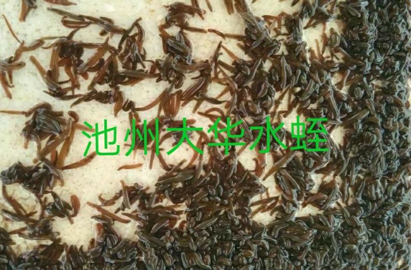 蚂蝗苗提供养殖技术、产品包回收签订回收合同