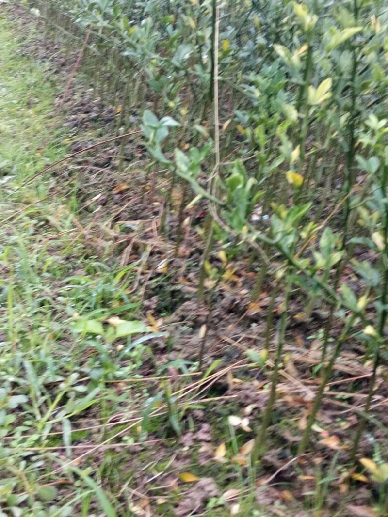 枳壳苗