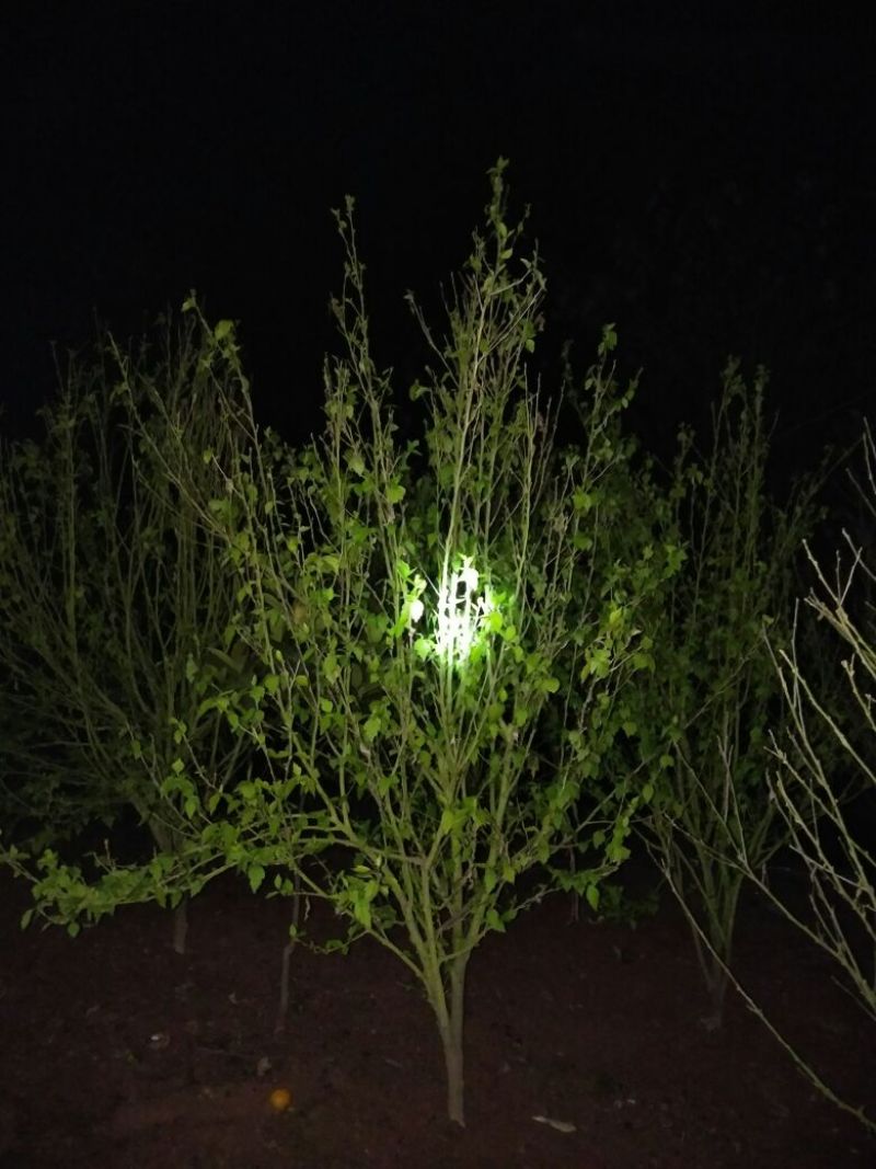 木槿花粉红色大花朵
