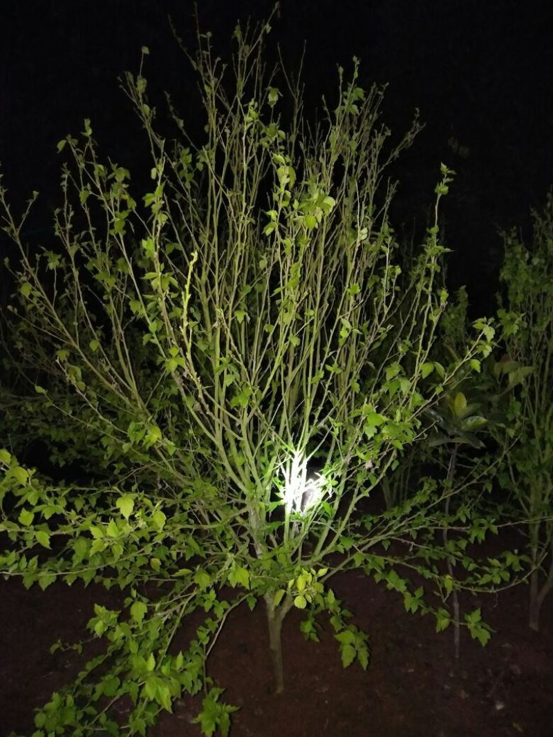 木槿花粉红色大花朵
