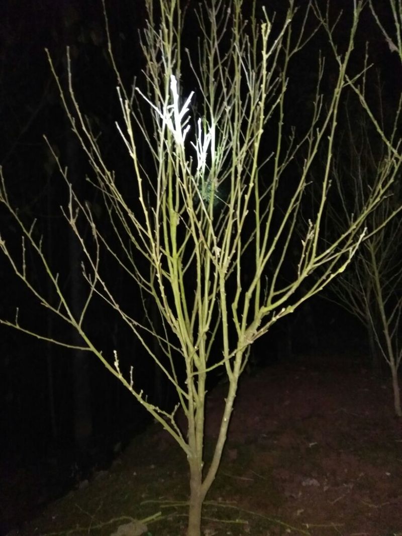 木槿花粉红色大花朵