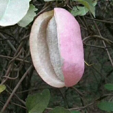 八月瓜苗