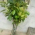 菠萝树苗