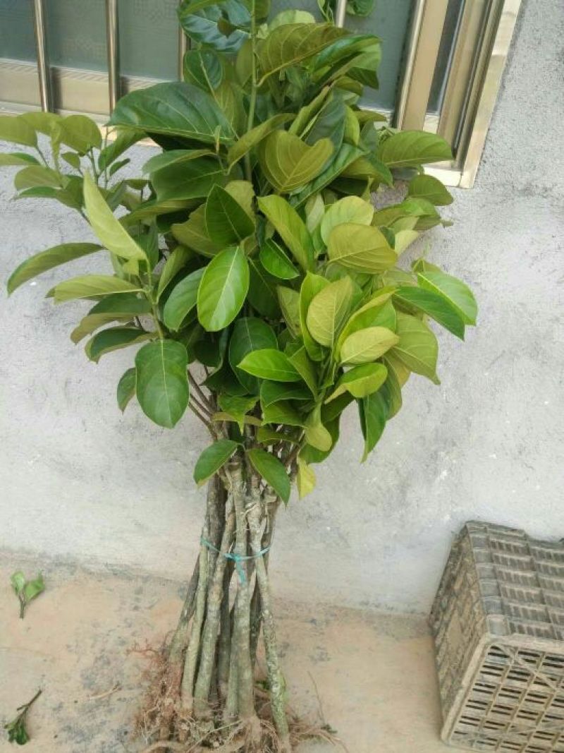 菠萝树苗