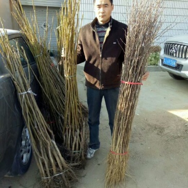 香玲核桃苗50~100cm1~2年