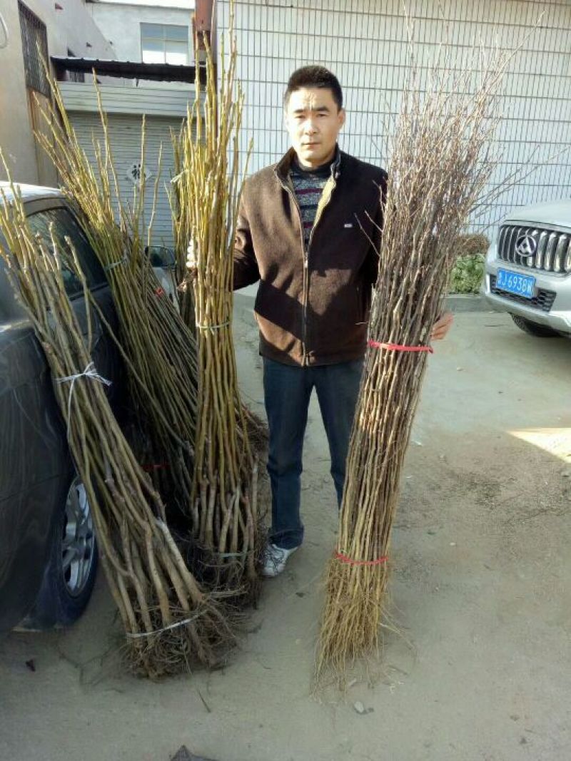 香玲核桃苗50~100cm1~2年