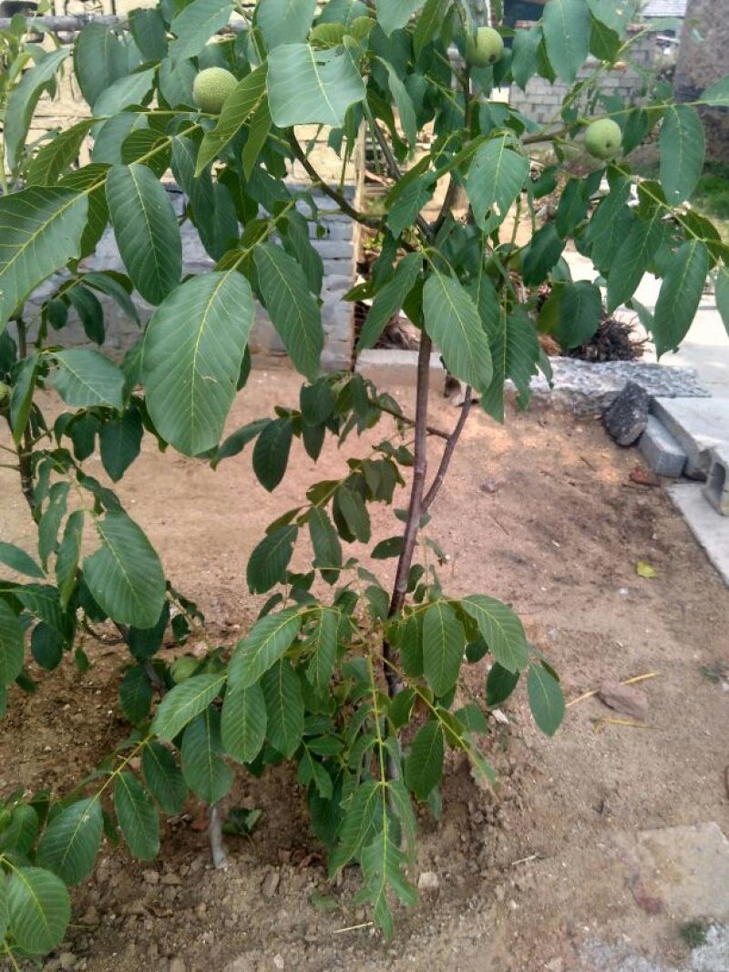香玲核桃苗50~100cm1~2年