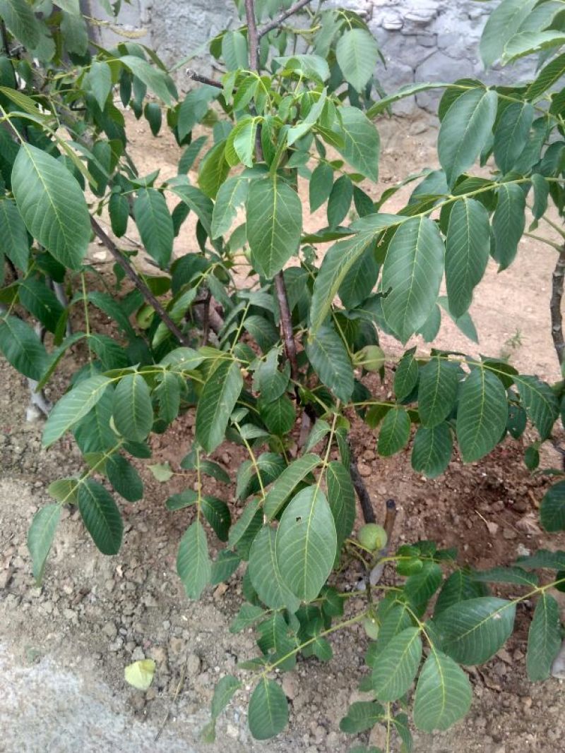 香玲核桃苗50~100cm1~2年