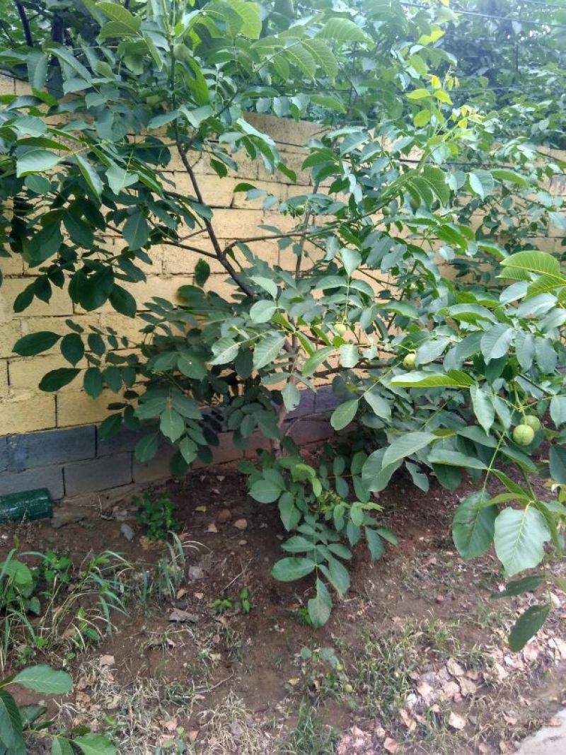 香玲核桃苗50~100cm1~2年
