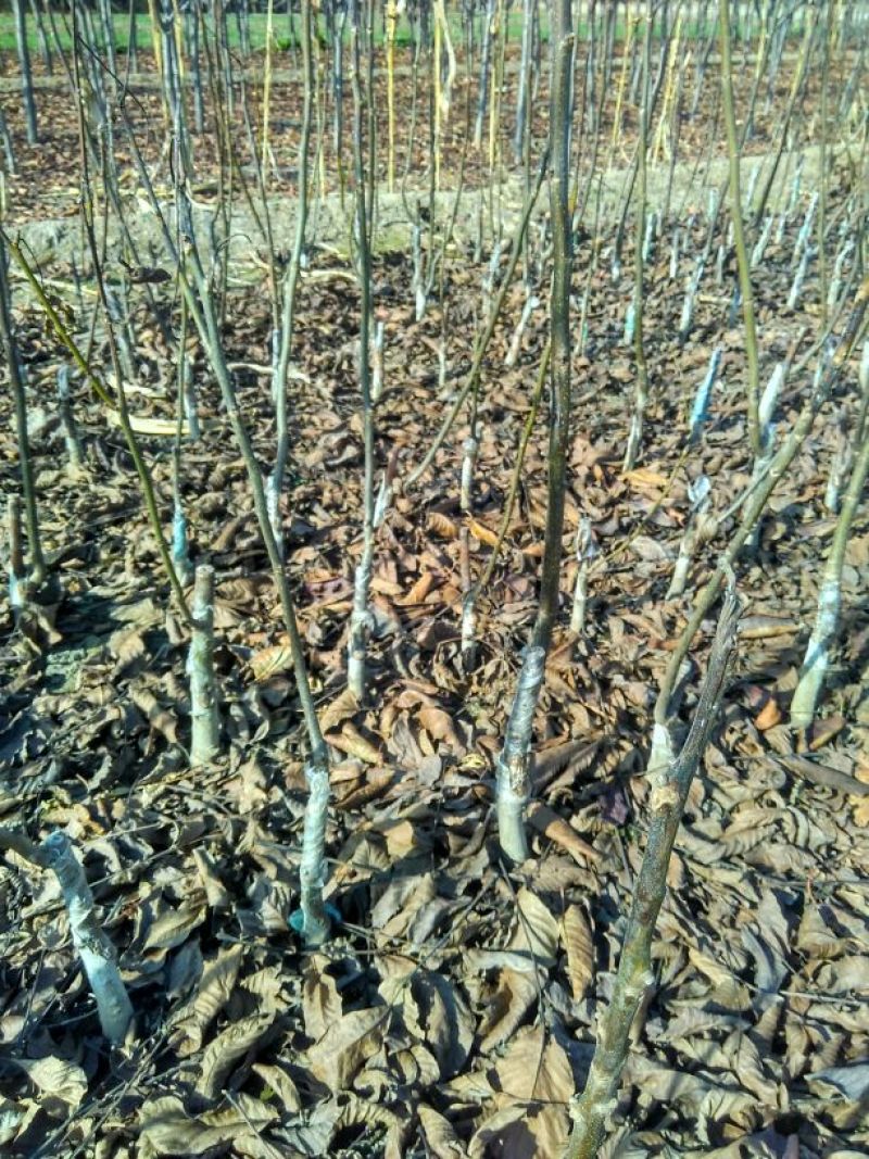 香玲核桃苗50~100cm1~2年