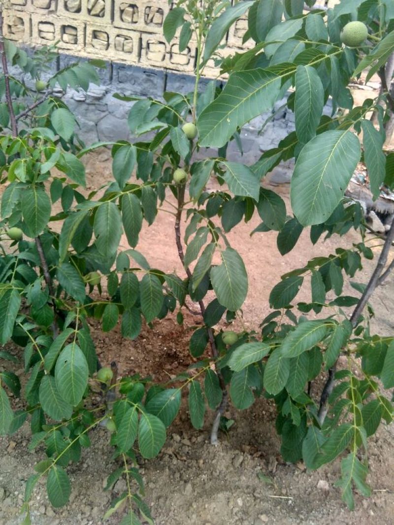 香玲核桃苗50~100cm1~2年