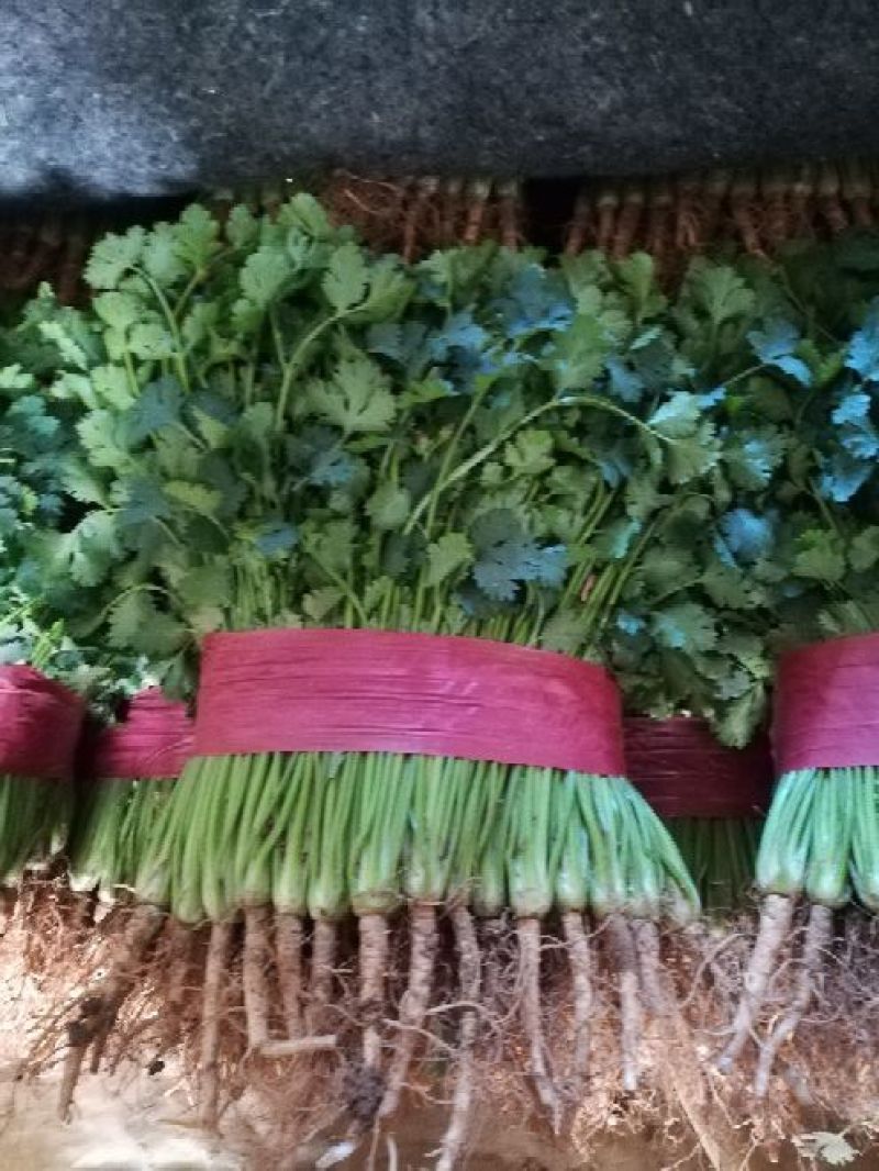 代发中叶铁杆青香菜市场货，电商货，都有