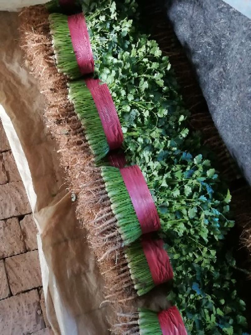 代发中叶铁杆青香菜市场货，电商货，都有