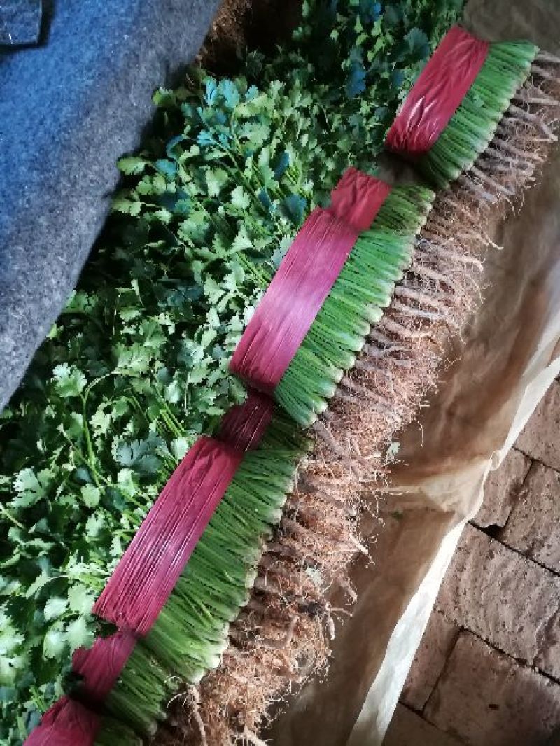代发中叶铁杆青香菜市场货，电商货，都有