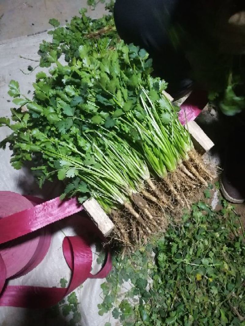 代发中叶铁杆青香菜市场货，电商货，都有