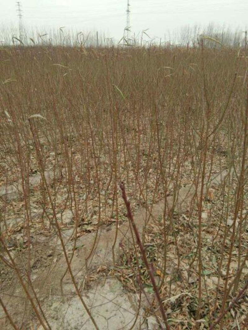 【黄肉油蟠桃树苗】中油蟠5号桃树苗油蟠新品种桃树苗