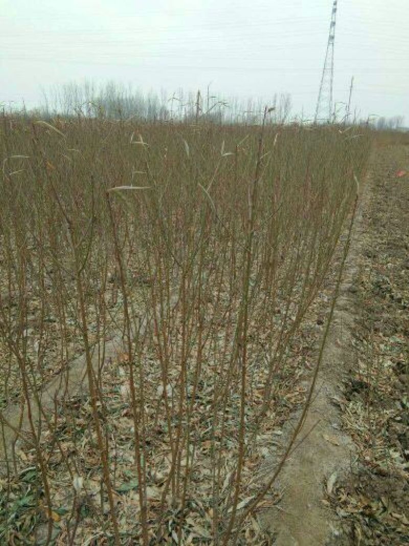 【黄肉油蟠桃树苗】中油蟠5号桃树苗油蟠新品种桃树苗