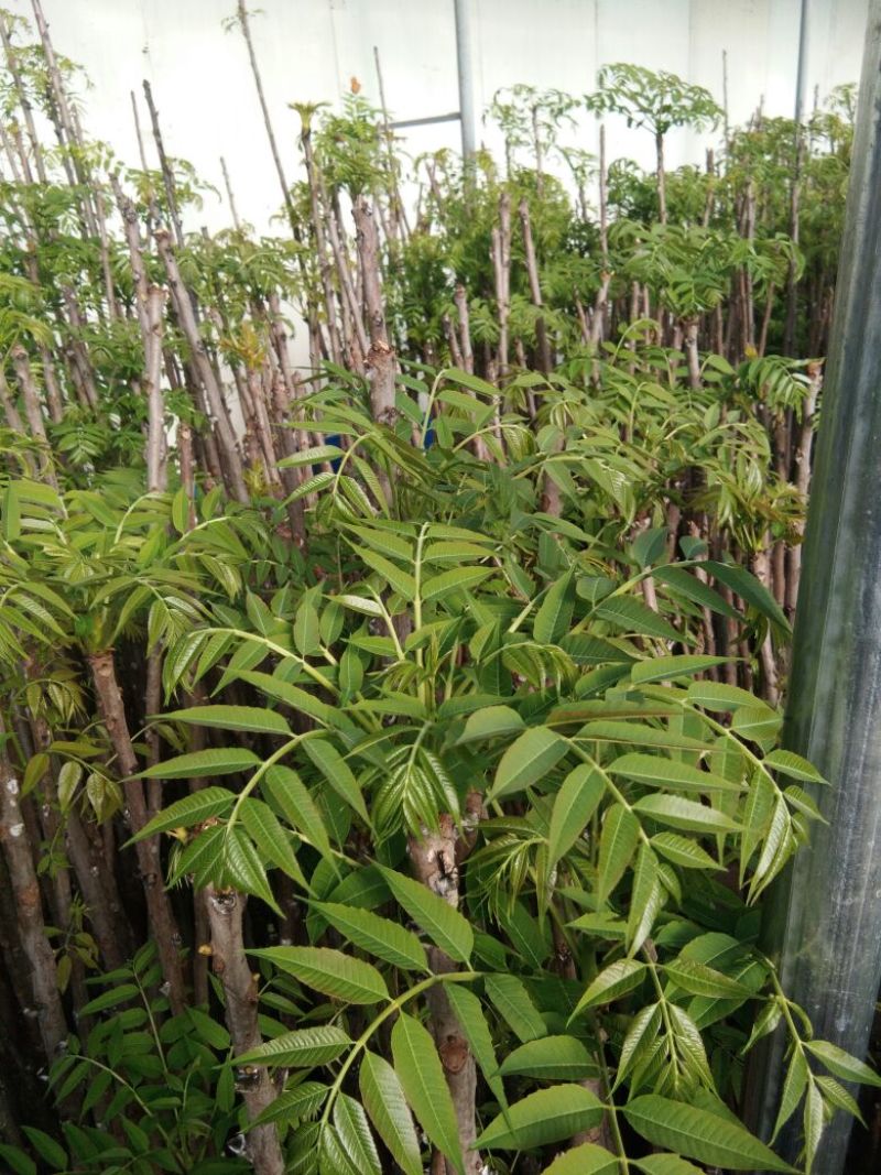 【热卖】香椿苗山东红油香椿苗基地大棚香椿苗批发负责技术