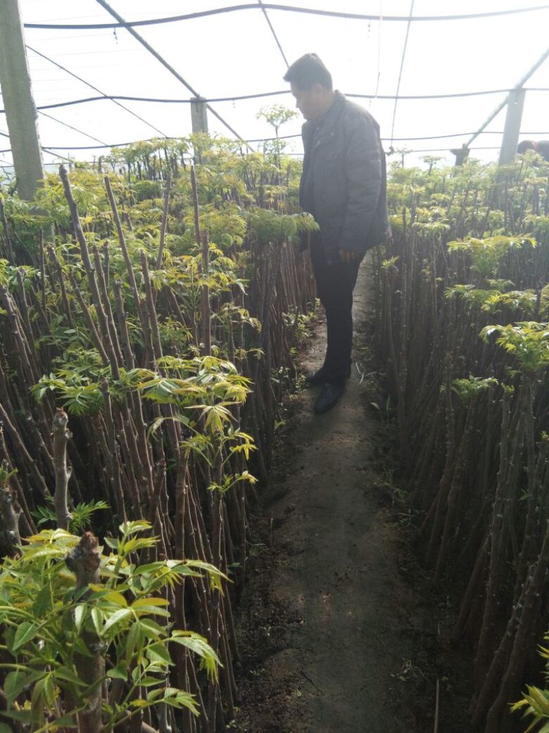 红油香椿苗大棚香椿苗山东红油香椿苗基地