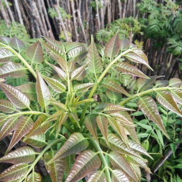 红油香椿苗大棚香椿苗山东红油香椿苗基地