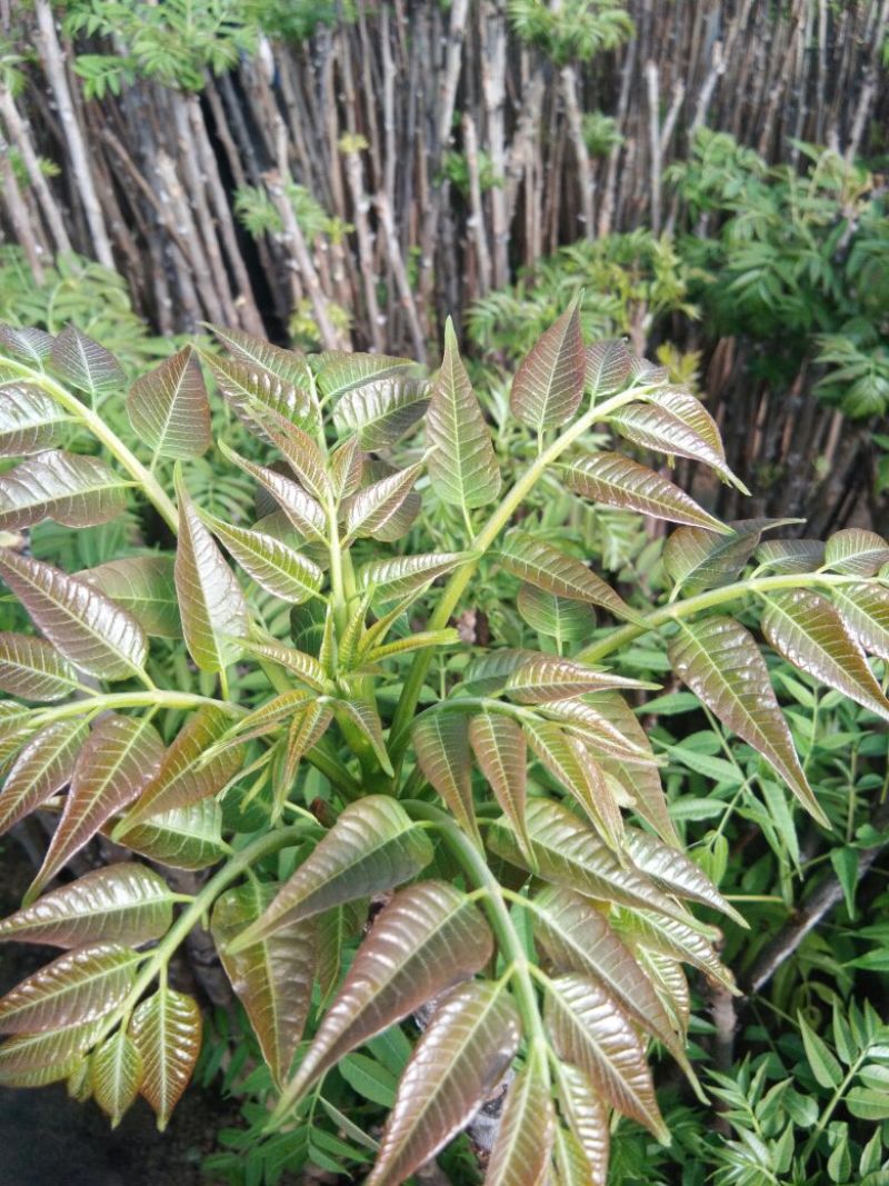 红油香椿苗大棚香椿苗山东红油香椿苗基地