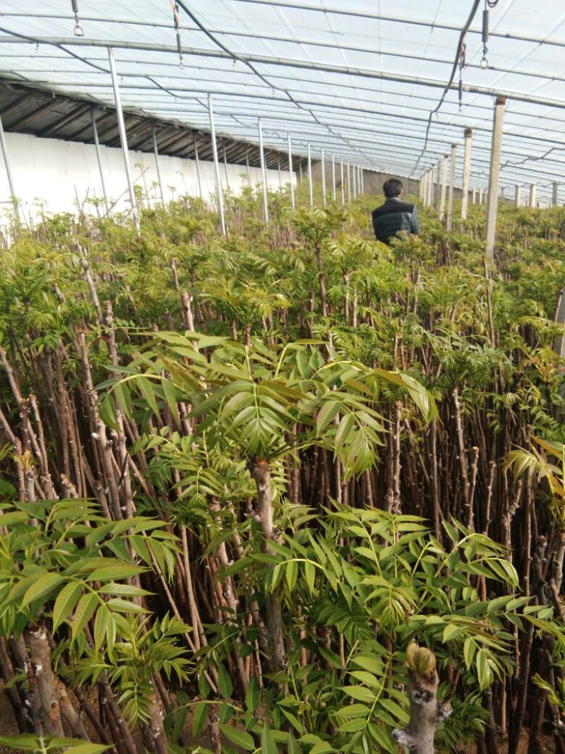 红油香椿苗大棚香椿苗山东红油香椿苗基地