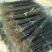 花椒苗大红袍花椒苗花椒苗基地花椒苗批发花椒苗新品种