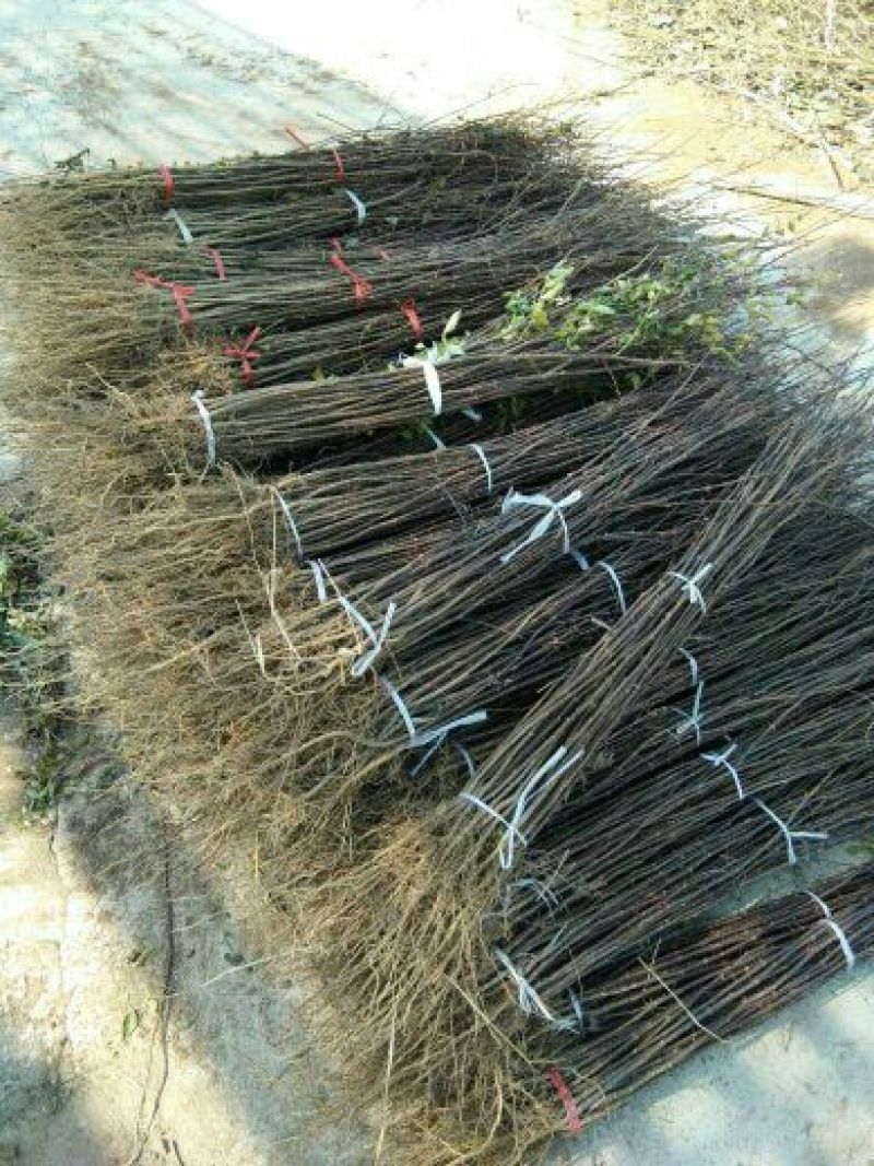 花椒苗大红袍花椒苗花椒苗基地花椒苗批发花椒苗新品种