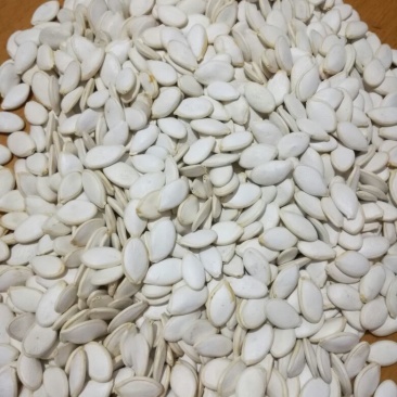 南瓜子散装生饱满度好净度好，一手货