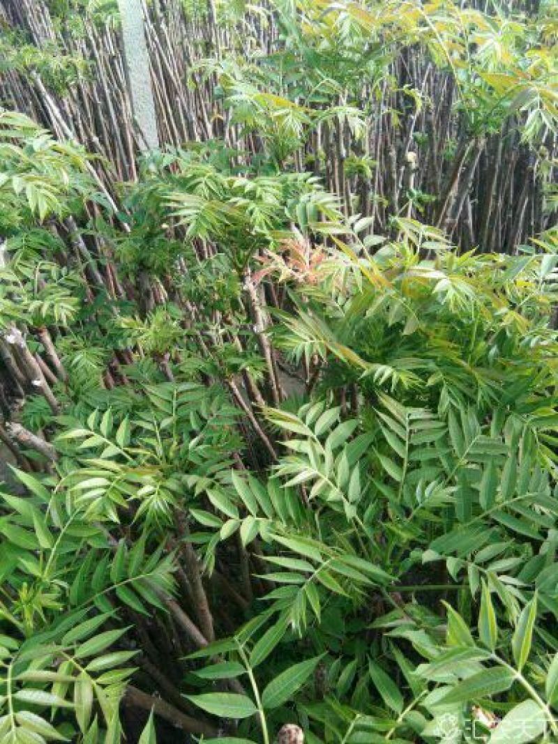红油香椿苗，大棚香椿苗，香椿苗，香椿树苗，大棚香椿栽植