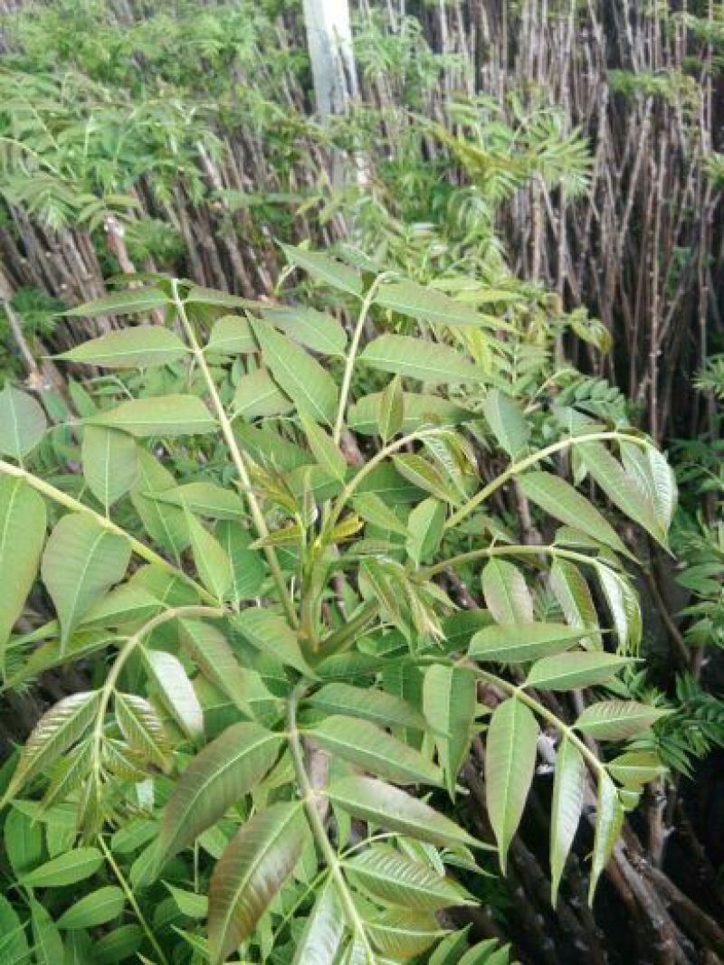 红油香椿苗，大棚香椿苗，香椿苗，香椿树苗，大棚香椿栽植