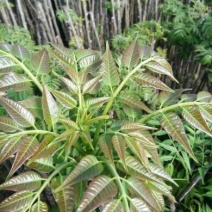 红油香椿苗，大棚香椿苗，香椿苗，香椿树苗，大棚香椿栽植