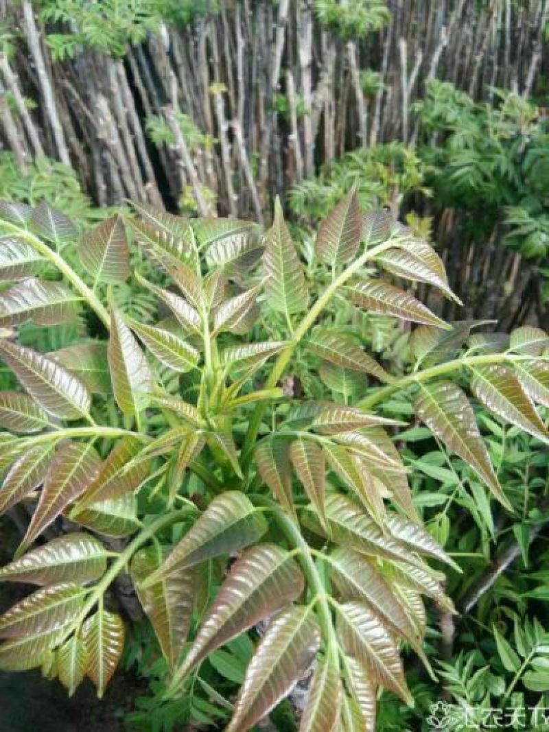 红油香椿苗，大棚香椿苗，香椿苗，香椿树苗，大棚香椿栽植