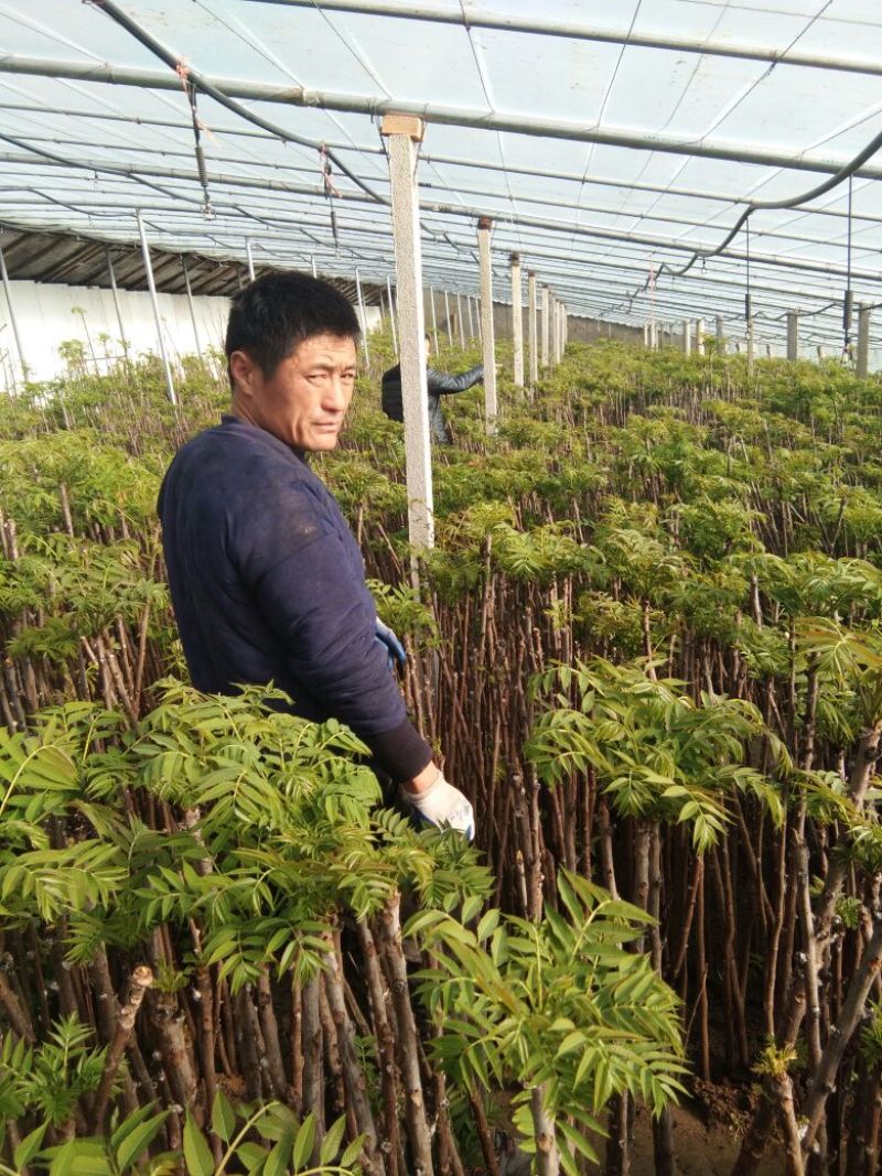 红油香椿苗，大棚香椿苗，香椿苗，香椿树苗，大棚香椿栽植