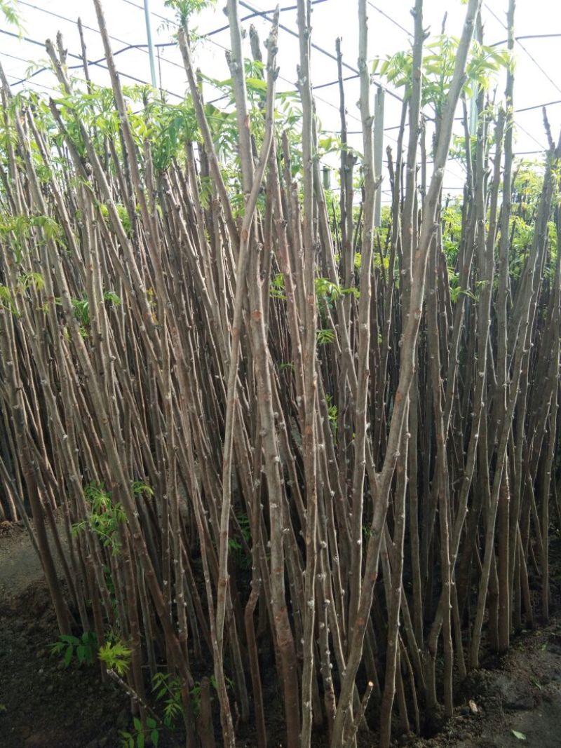 香椿苗，香椿树苗，大棚香椿苗，红叶香椿苗，红油香椿苗
