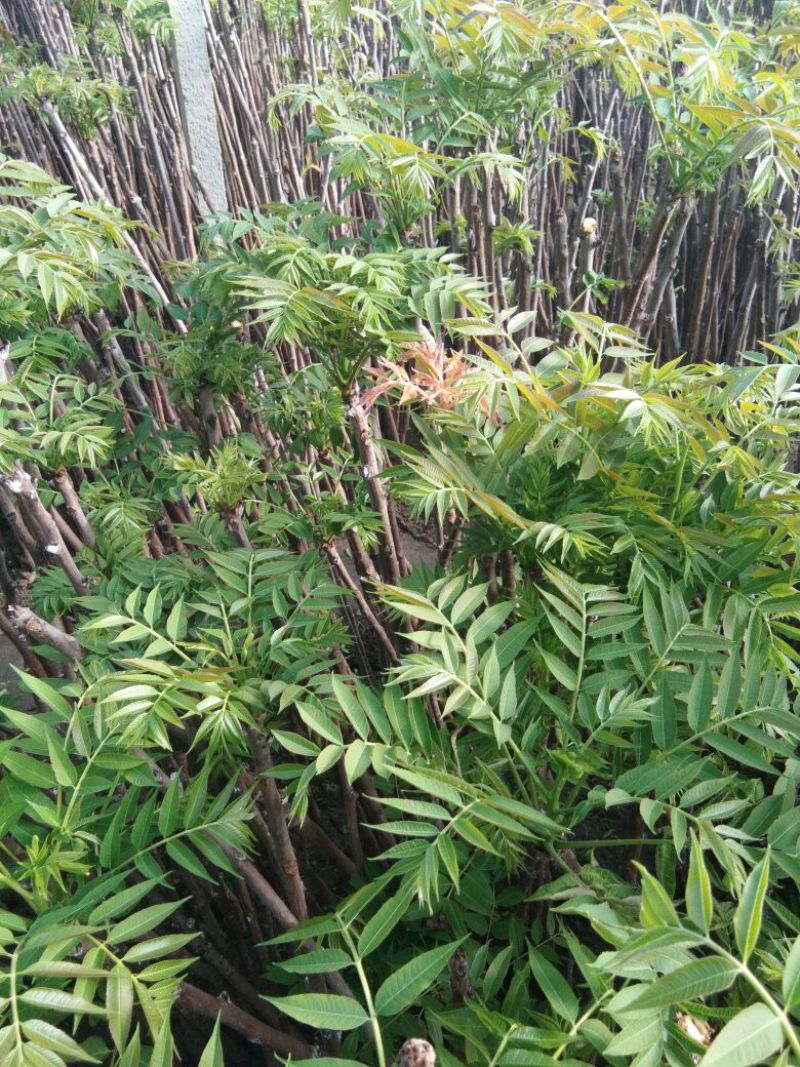 香椿苗，香椿树苗，大棚香椿苗，红叶香椿苗，红油香椿苗