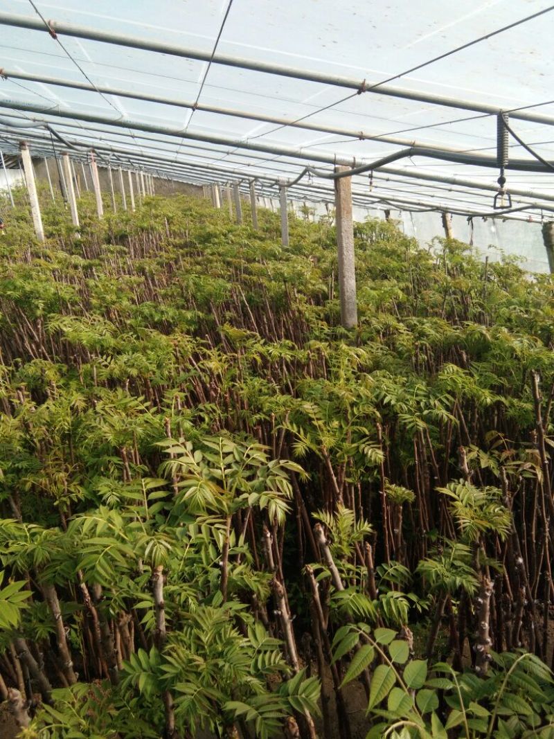 香椿苗，香椿树苗，大棚香椿苗，红叶香椿苗，红油香椿苗